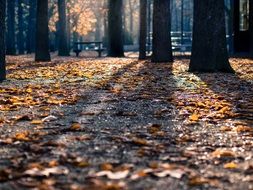 foliage in the autumn sunny park