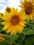 bright sunflowers on the field