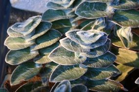 plant with hairy dark leaves