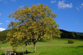 gorgeous tree in the field