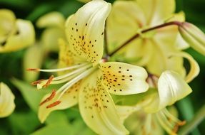 Lily flower in the summer