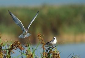 common tern sterna hirundo bird fly