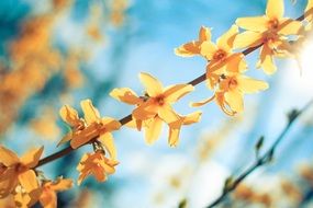 yellow flowers on a thin branch in autumn