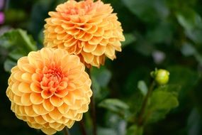 orange dahlia flowers