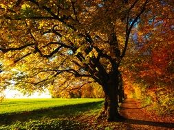 sunny bright autumn landscape