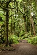 Photo of the trees in the jungle