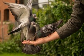 gorgeous pigeon on man hand feeding