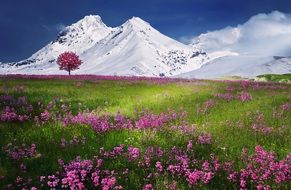 A flower clearing in the background of snow-capped mountains