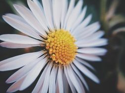 White daisy flower close up