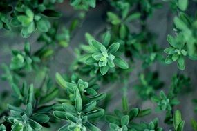 Green plants in the garden