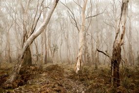 mysterious foggy forest