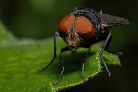 black fly with brown eyes, macro