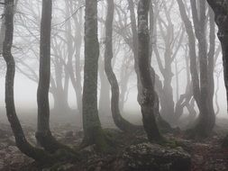 tree trunks in the fog