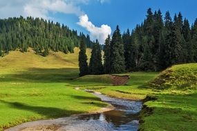 Beautiful sunshine forest river landscape