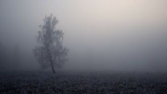 tree in grey mist landscape