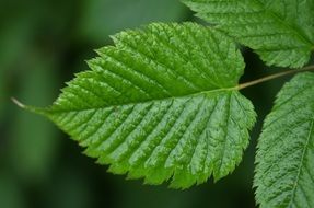 amazing mint leaf on a blurred background