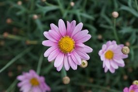 Violent margarite flower macro photo