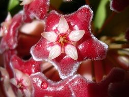 hoya red flower, macro
