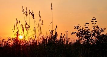 grasses on background sunrise