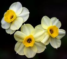 Macro photo of the yellow and white flowers in spring