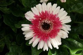 white and pink gerbera closeup