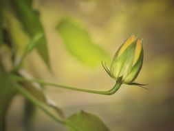 Close-up of the young, green and yellow bud