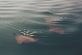 Manta ray fishes in the ocean