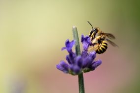 macro photo of A bee pollinates a blue flower