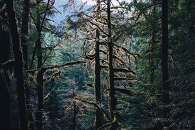 landscape of Mystic forest outlines