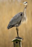 Great Egret on Birdhouse