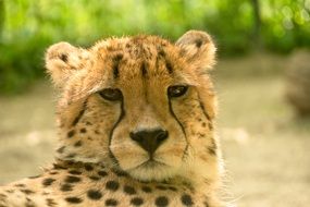 leopard in Kenya