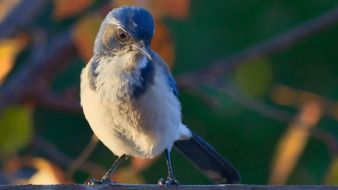 little wild bird on a branch