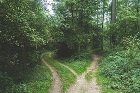 two paths in the forest