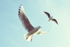 two white sea gulls fly in the sky