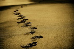 dark footprints in the sand by the sea