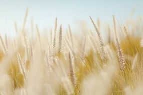 spikelets of wheat in a field