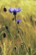 blue cornflowers in the cornfield