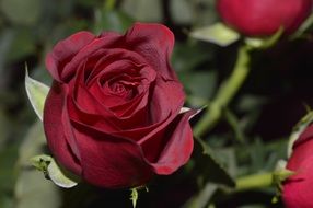 elegant and glamour red rose bud