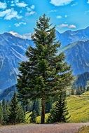 big conifer in the alps in austria