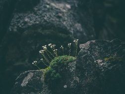flowers grow on the stones