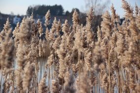 reed on lake