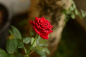 Red rose in the garden on a blurred background