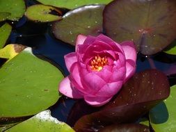 nice water lily