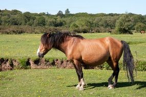 horse in the countryside