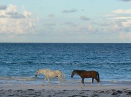 horses walking on the beach