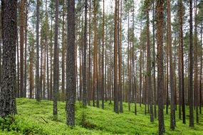 tree trunks and mossy ground in a forest