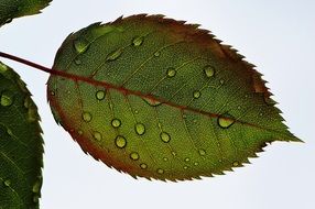 rose leaves in water drops