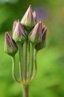 unopened buds on a flower