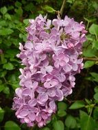 nice lilac