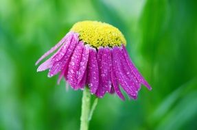 flower with drooping purple petals